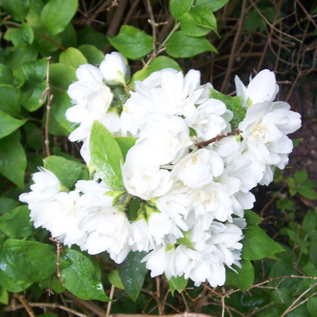 Philadelphus Manteau dHermine - Mock Orange