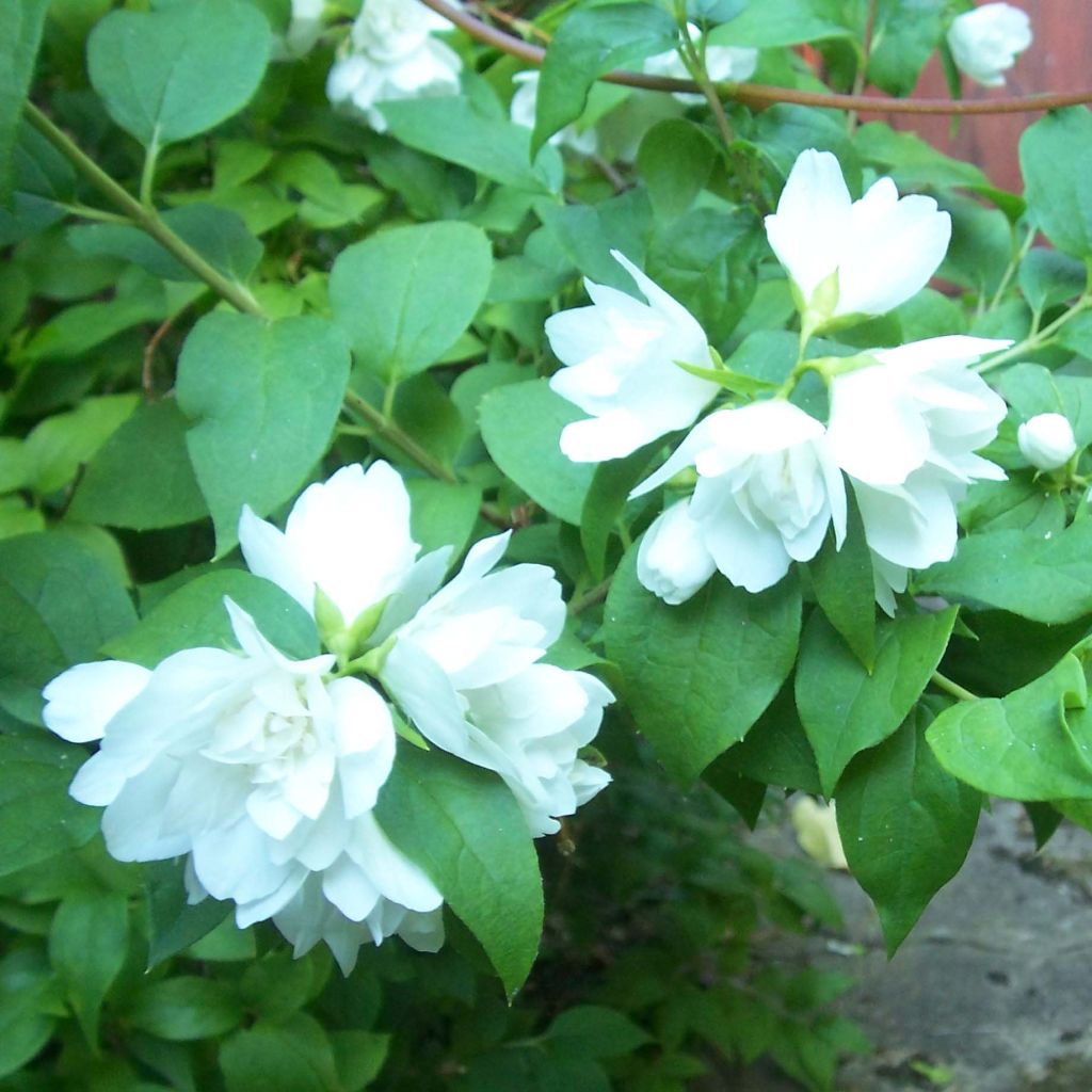 Philadelphus Manteau dHermine - Mock Orange