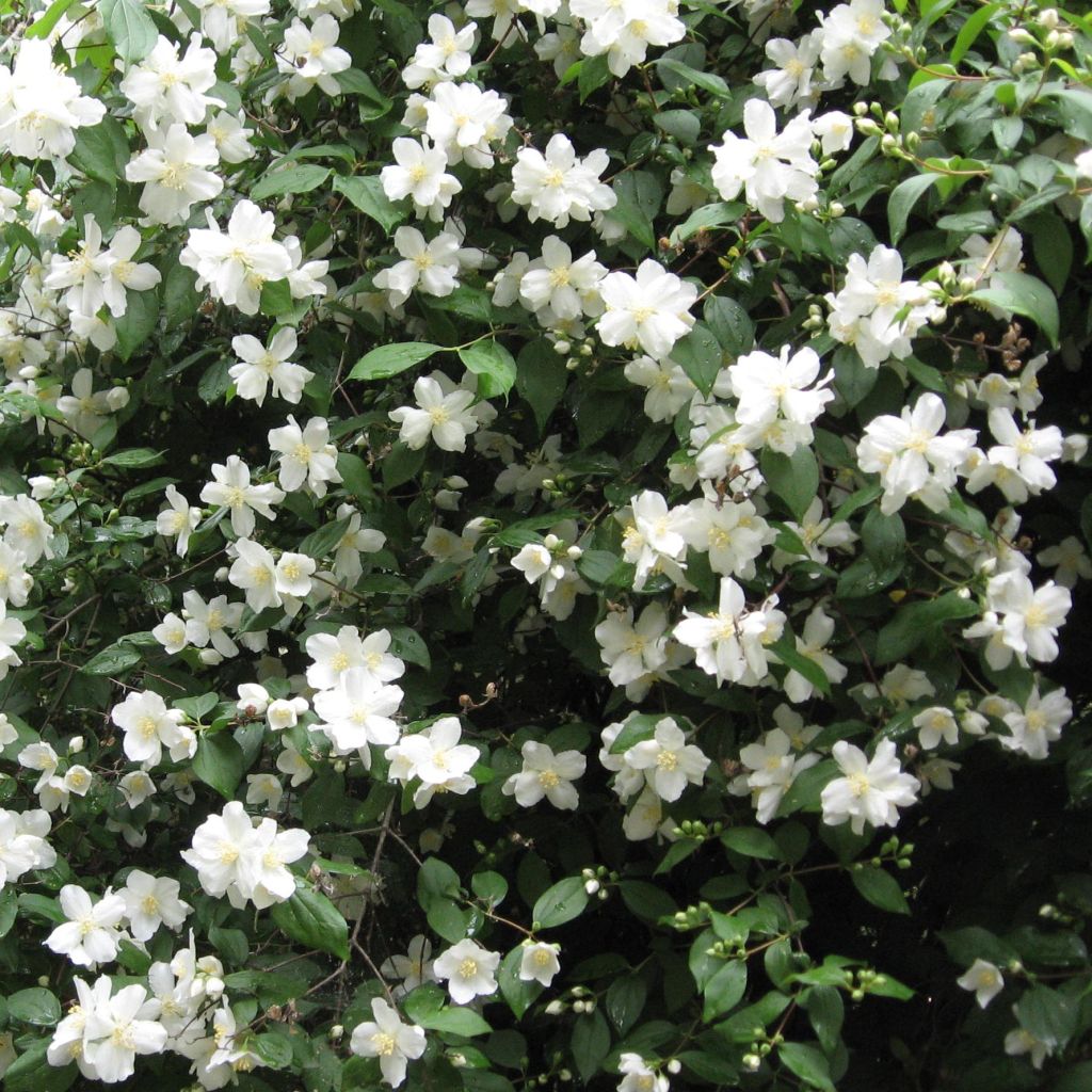 Philadelphus Virginal - Mock Orange