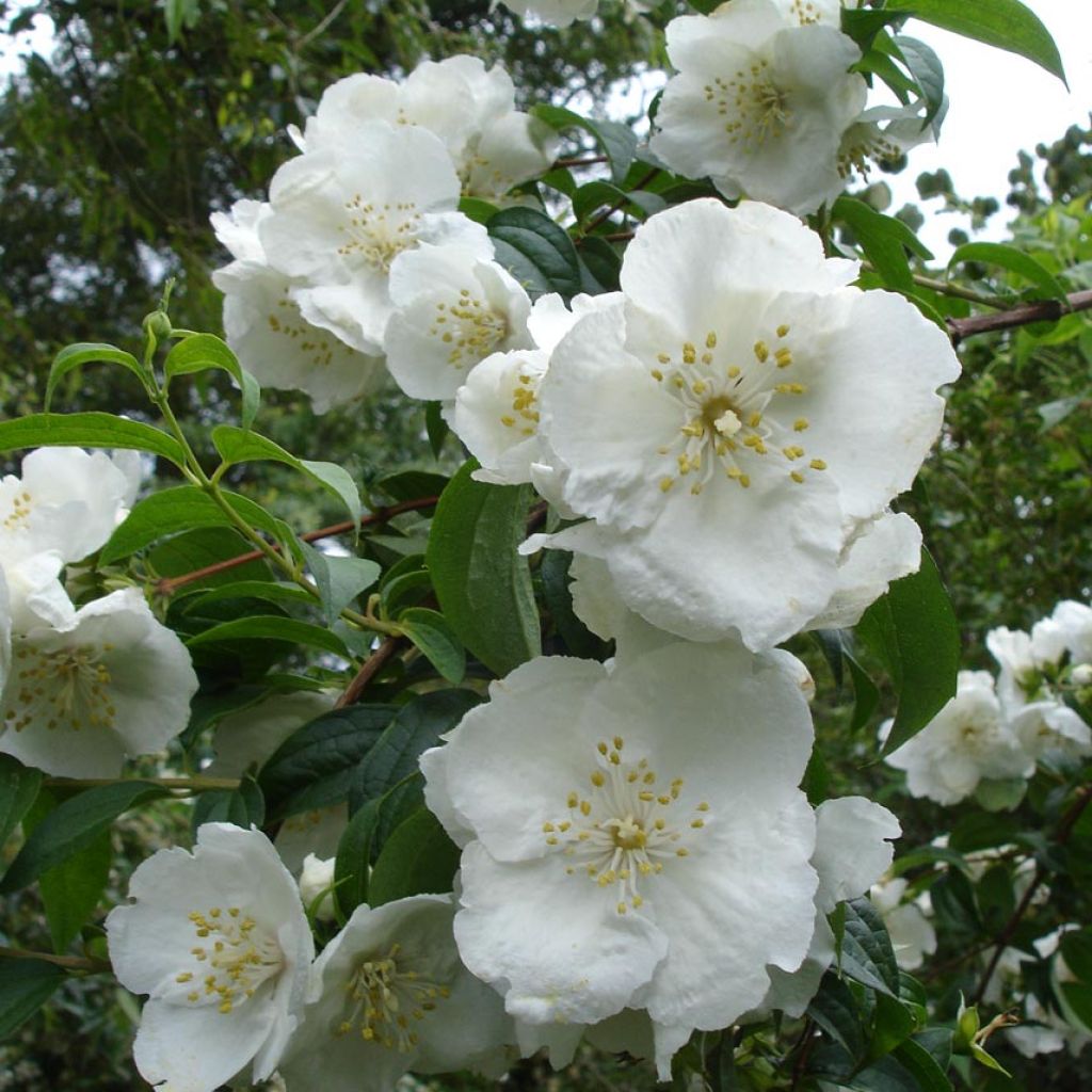 Philadelphus Virginal - Mock Orange