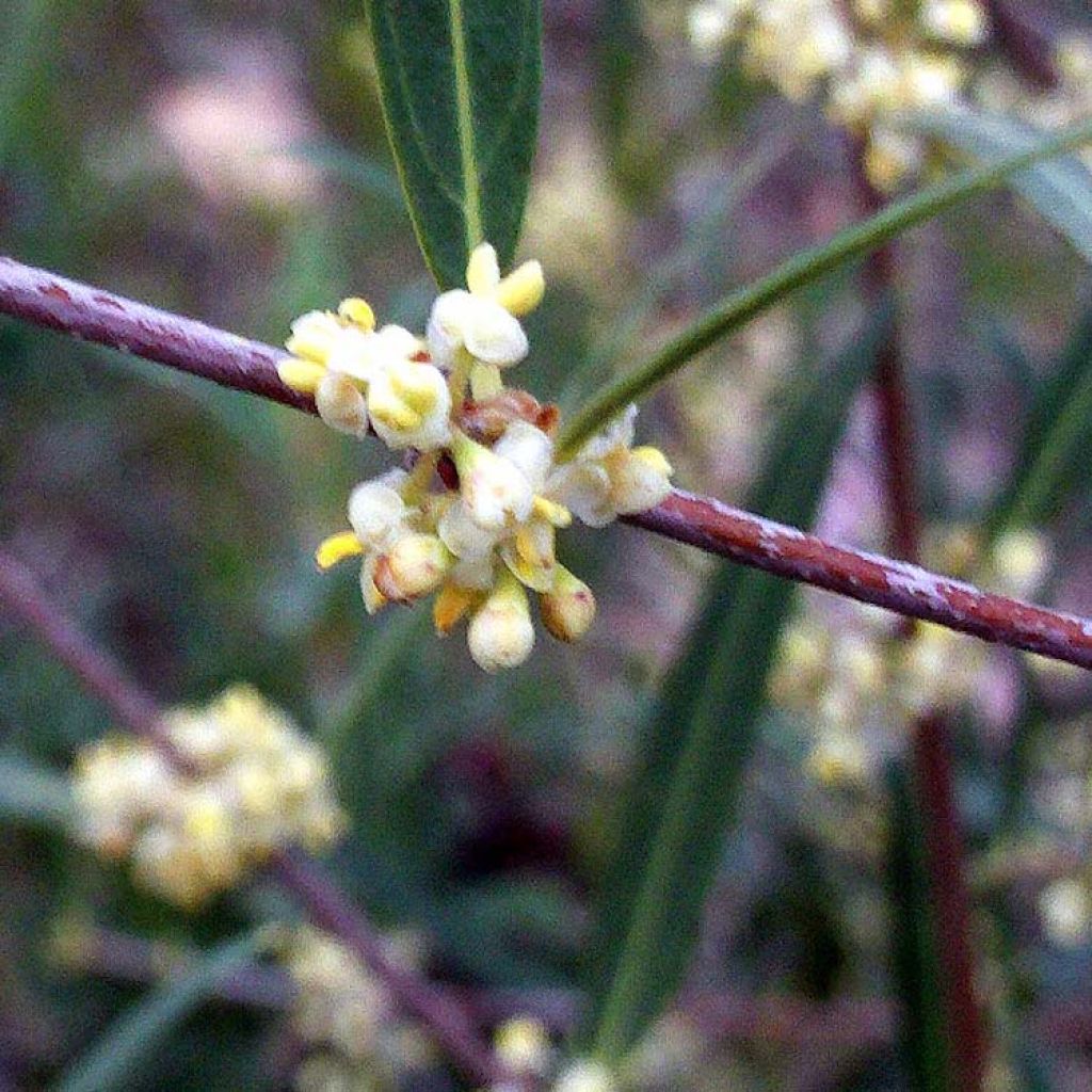 Phillyrea angustifolia - Mock Privet