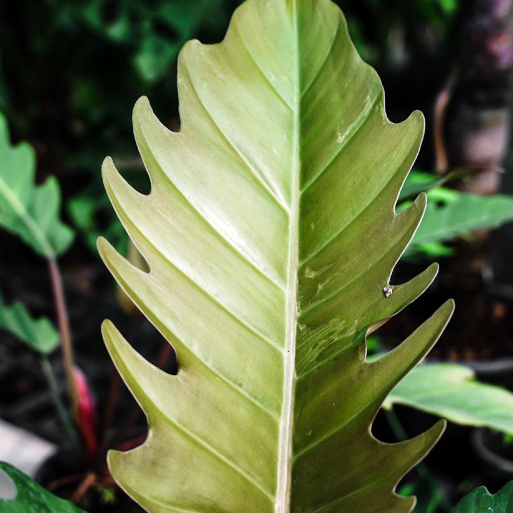 Philodendron Caramel Pluto 