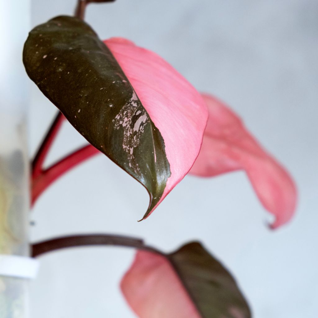 Philodendron Pink Marble