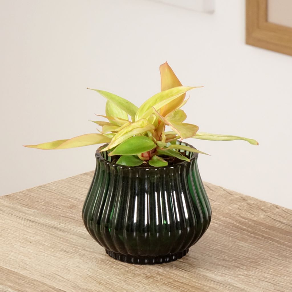 Philodendron erubescens Prince of Orange