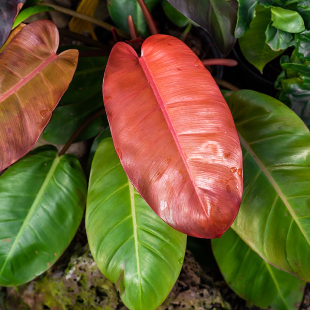 Philodendron erubescens Prince of Orange
