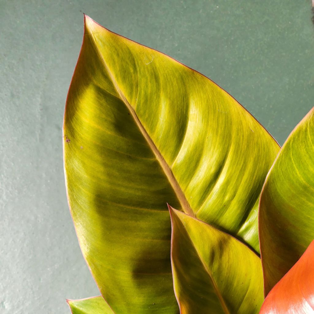 Philodendron erubescens Prince of Orange