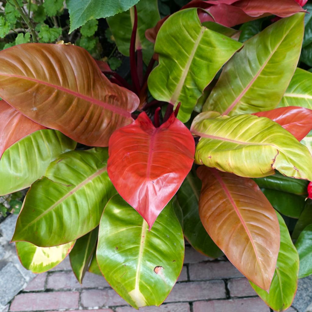 Philodendron erubescens Prince of Orange