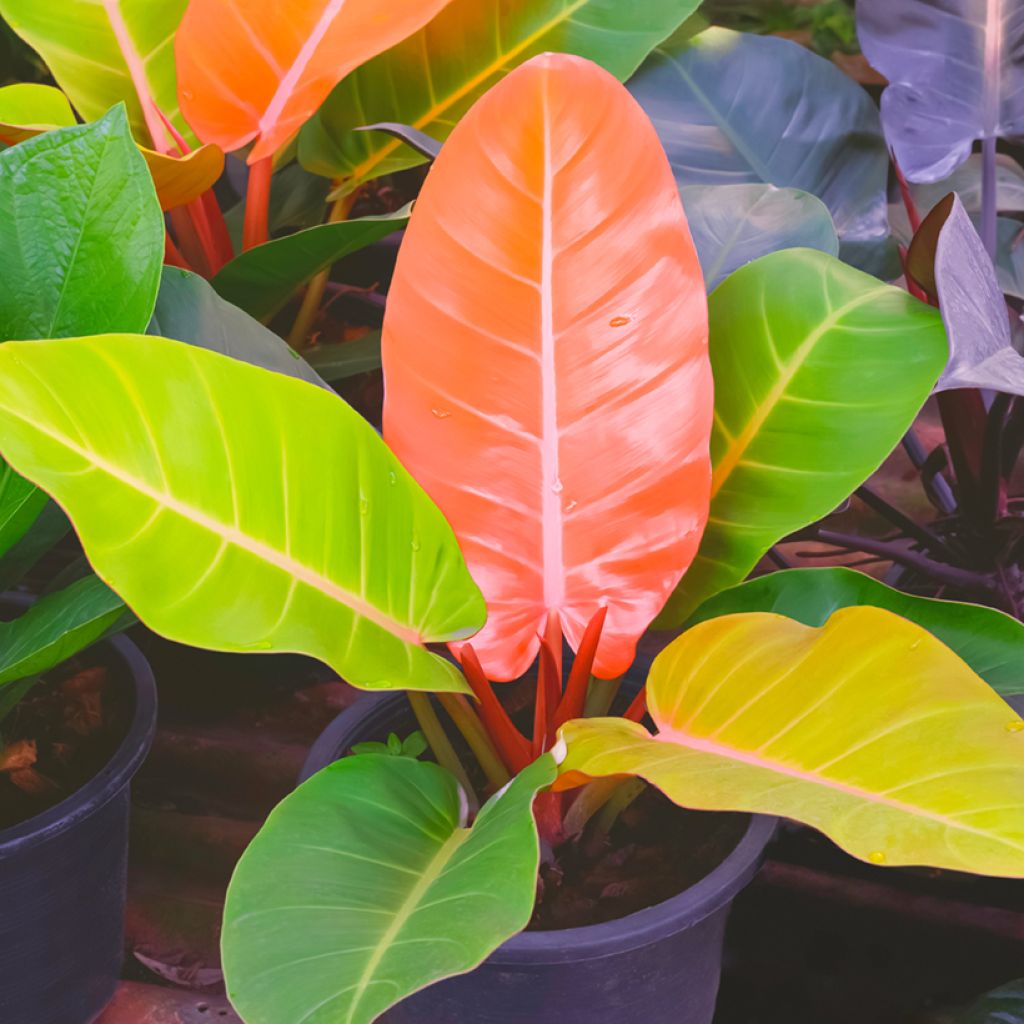 Philodendron erubescens Prince of Orange