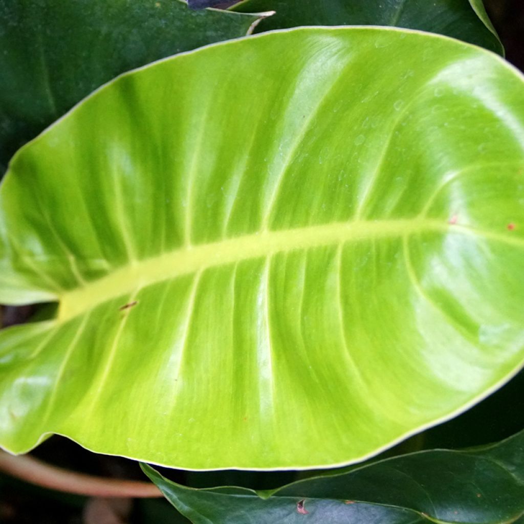 Philodendron Moonlight 