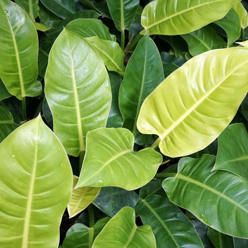 Philodendron Moonlight 