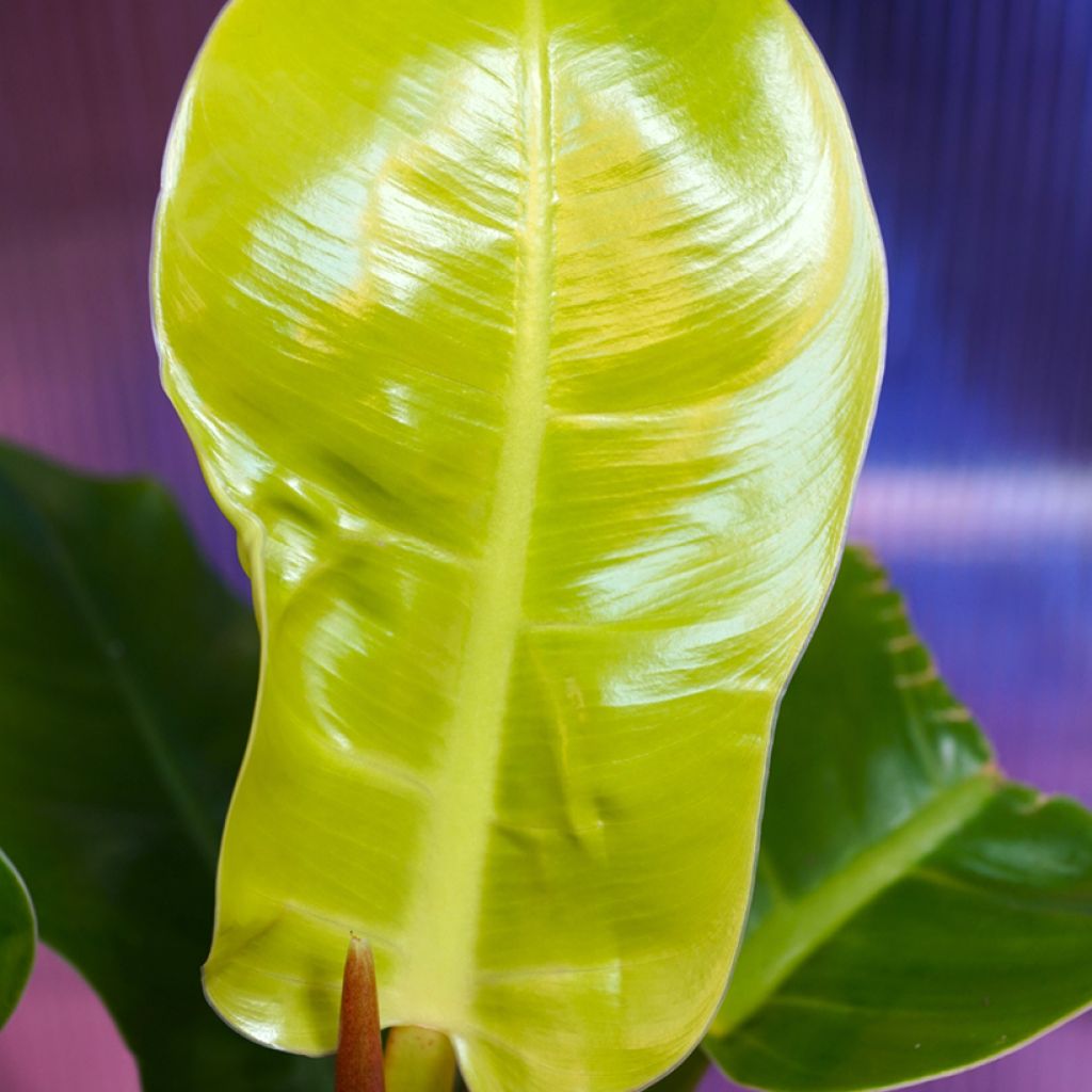 Philodendron Moonlight 
