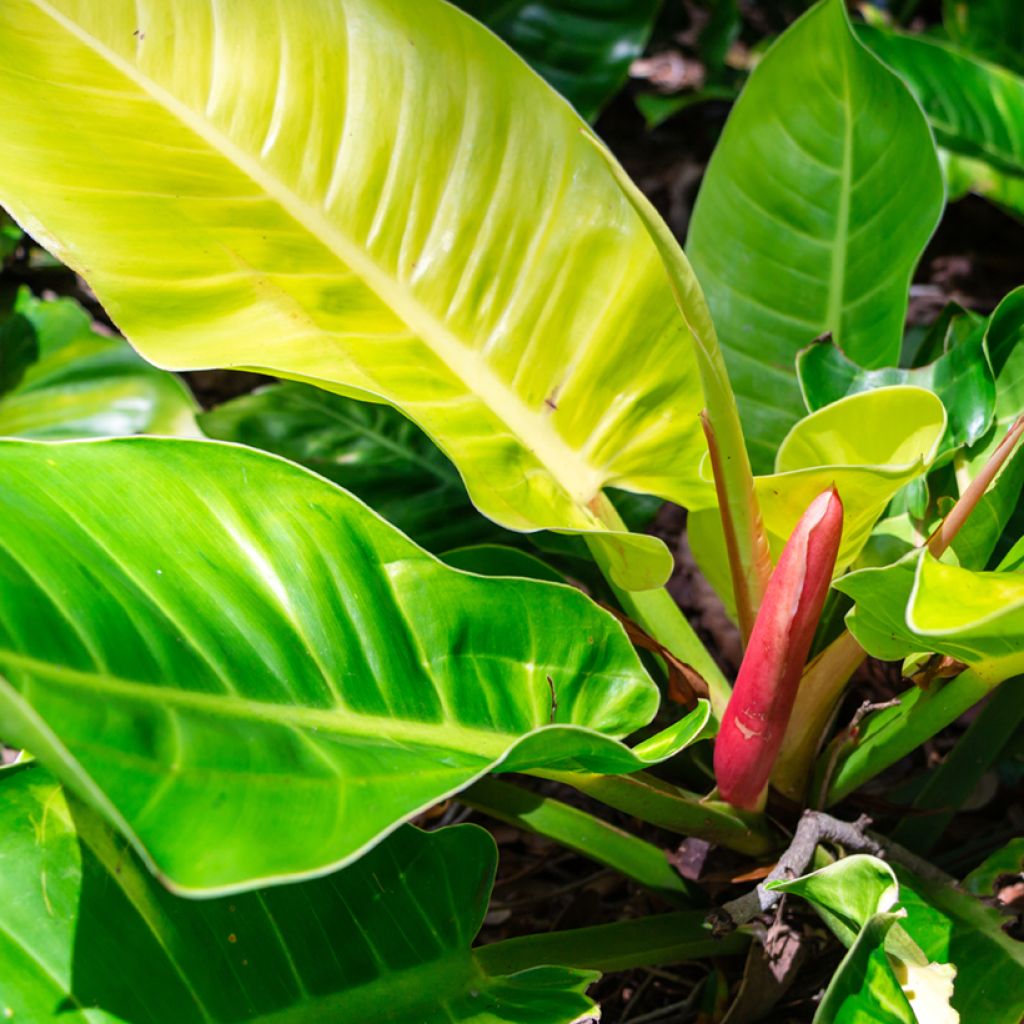Philodendron Moonlight 