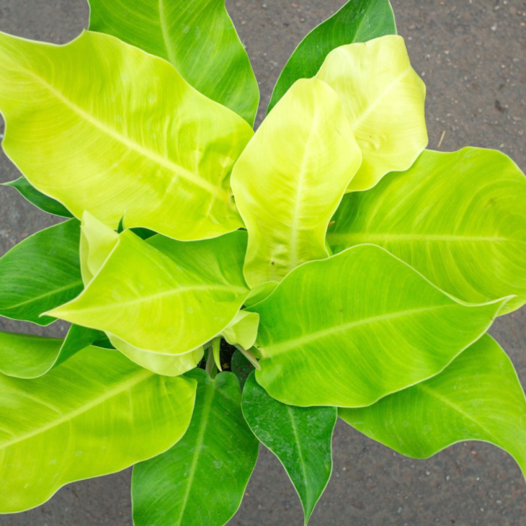 Philodendron Moonlight 