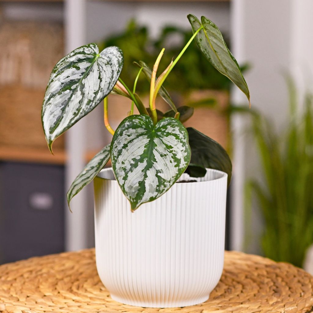 Philodendron brandtianum