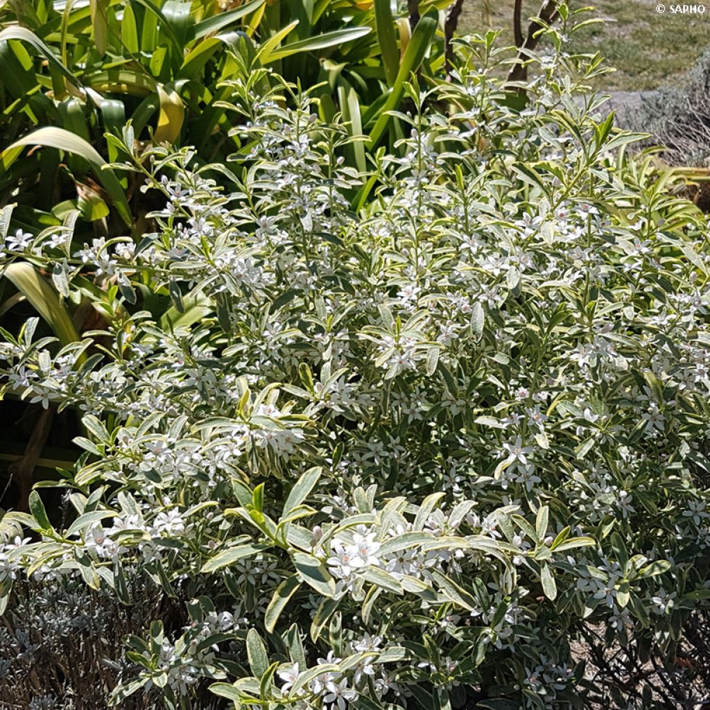 Eriostemon myoporoides GOLD TOUCH