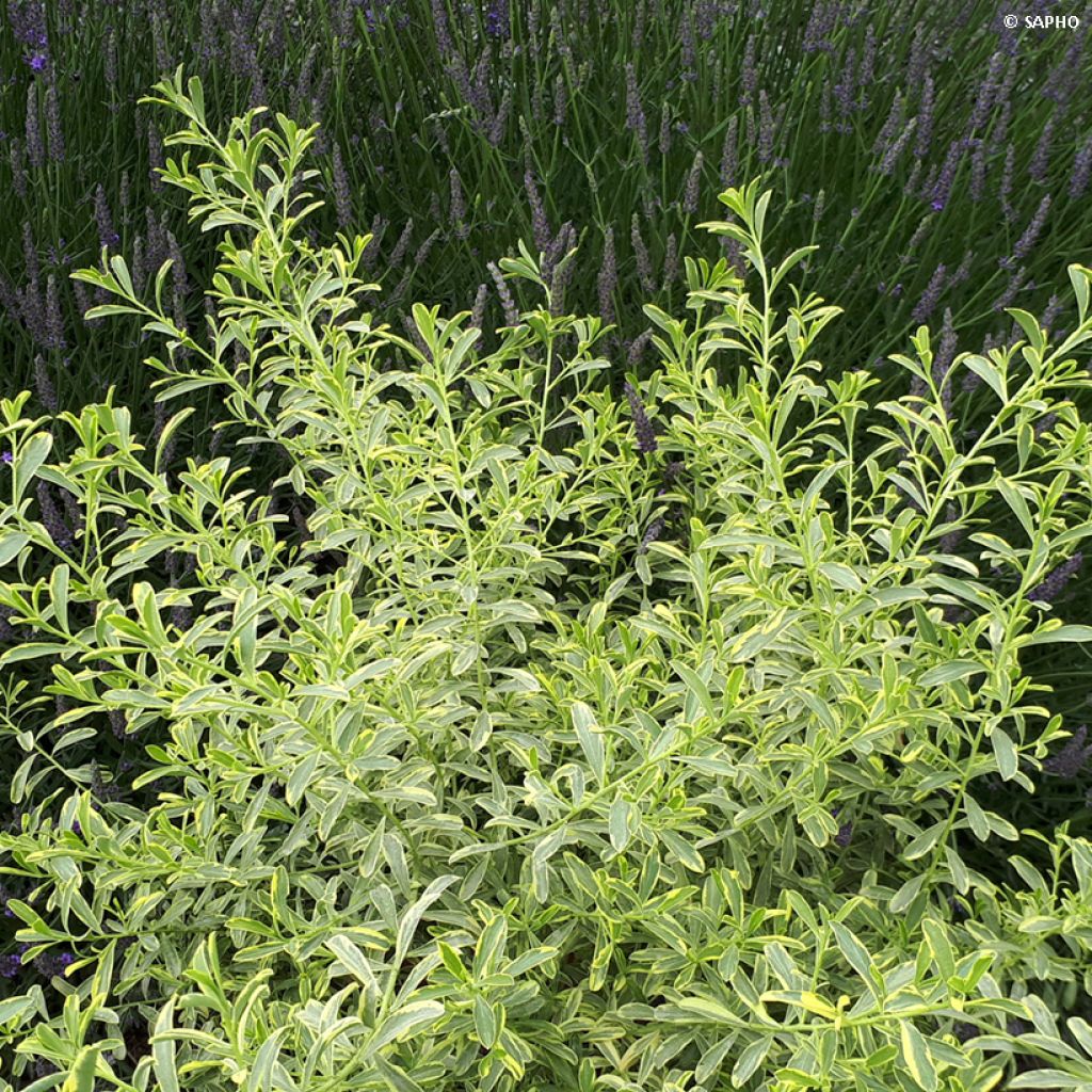 Eriostemon myoporoides GOLD TOUCH