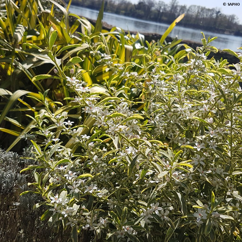 Eriostemon myoporoides GOLD TOUCH