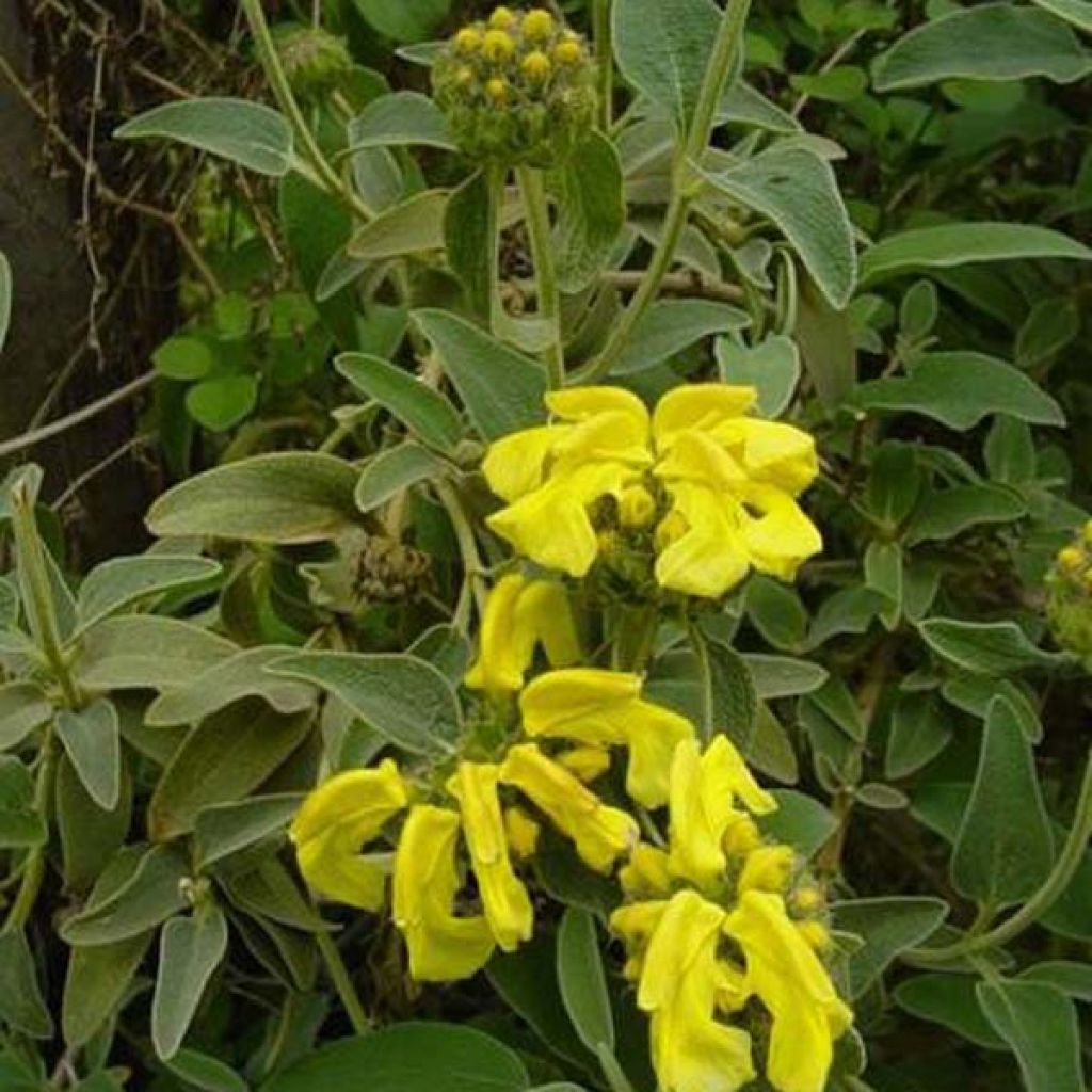 Phlomis fruticosa - Jerusalem Sage