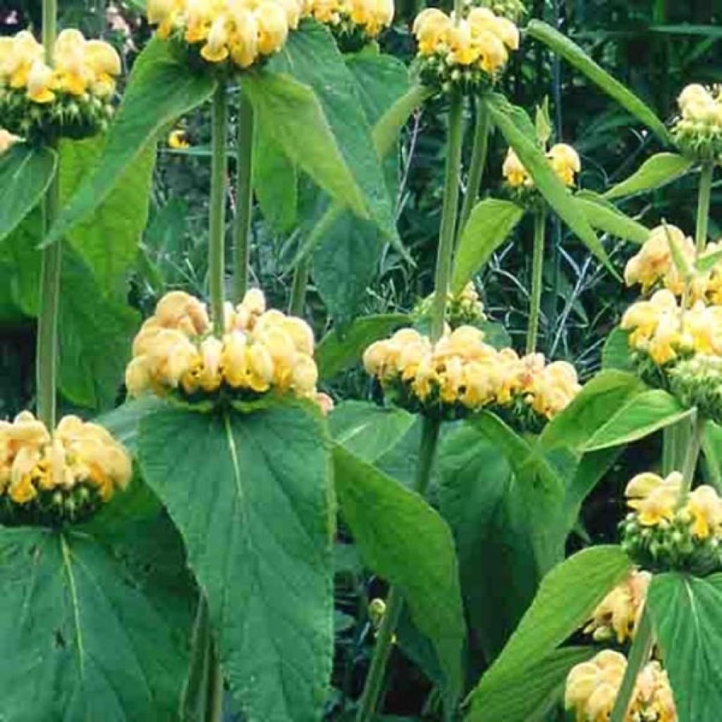 Phlomis russeliana - Jerusalem Sage