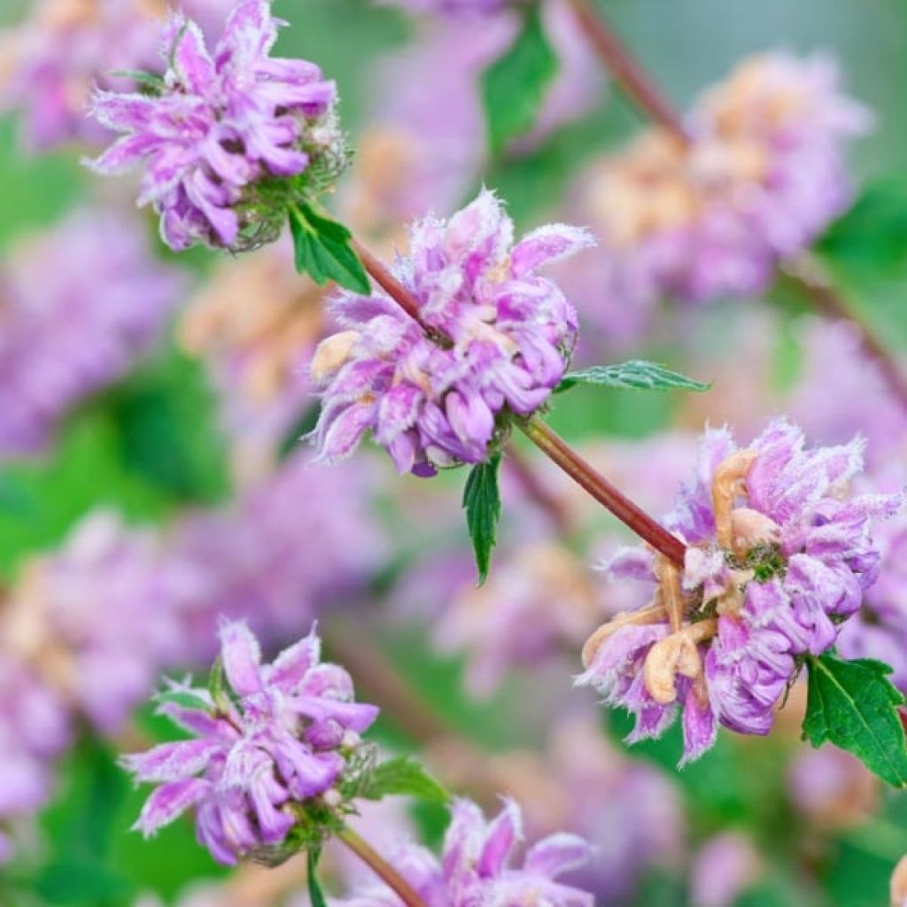 Phlomis tuberosa Amazone