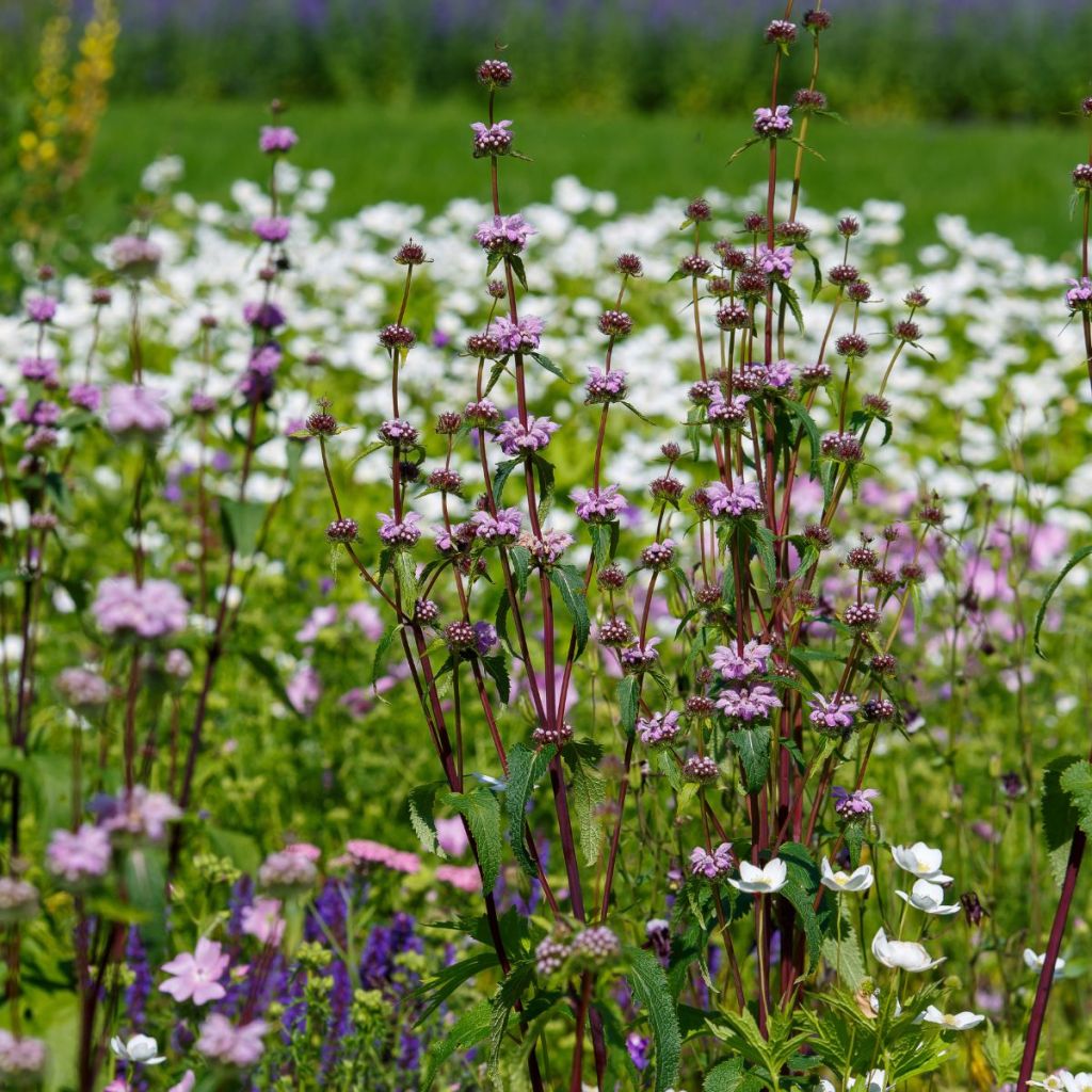 Phlomis tuberosa Prima Donna - Sage-leaf mullein