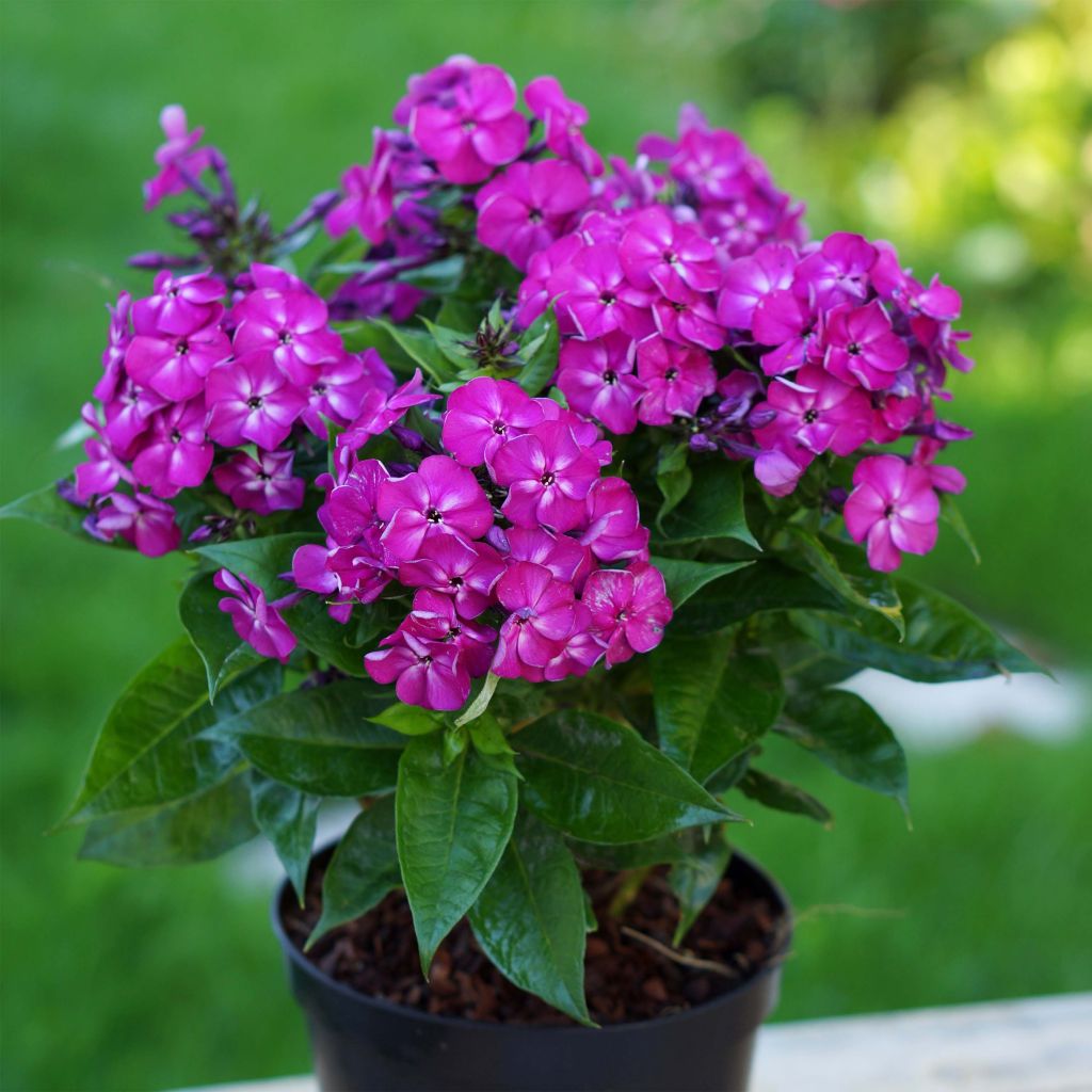 Phlox paniculata Bambini Desire