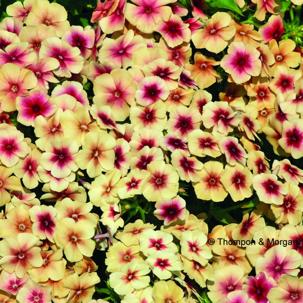 Phlox drummondii Cherry Caramel Seeds - Drummonds phlox