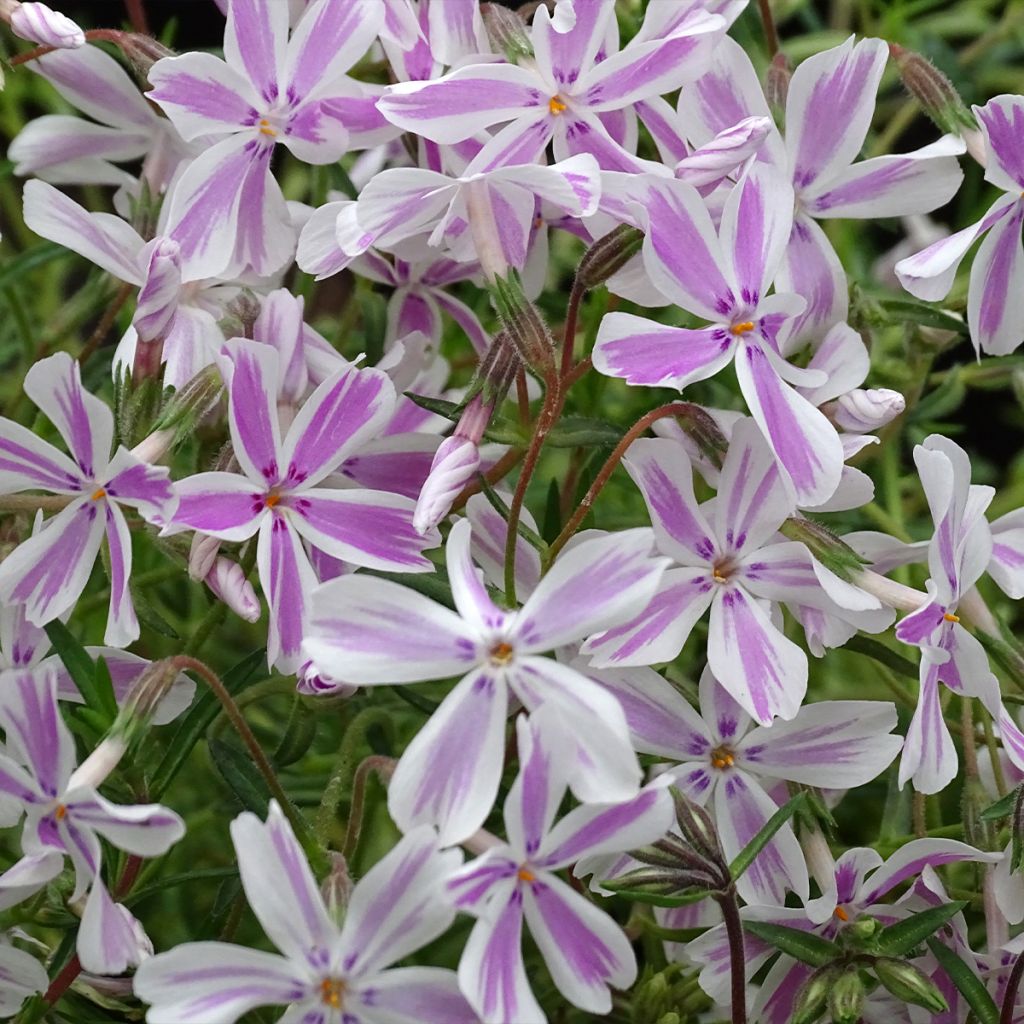 Phlox subulata Candy Stripes