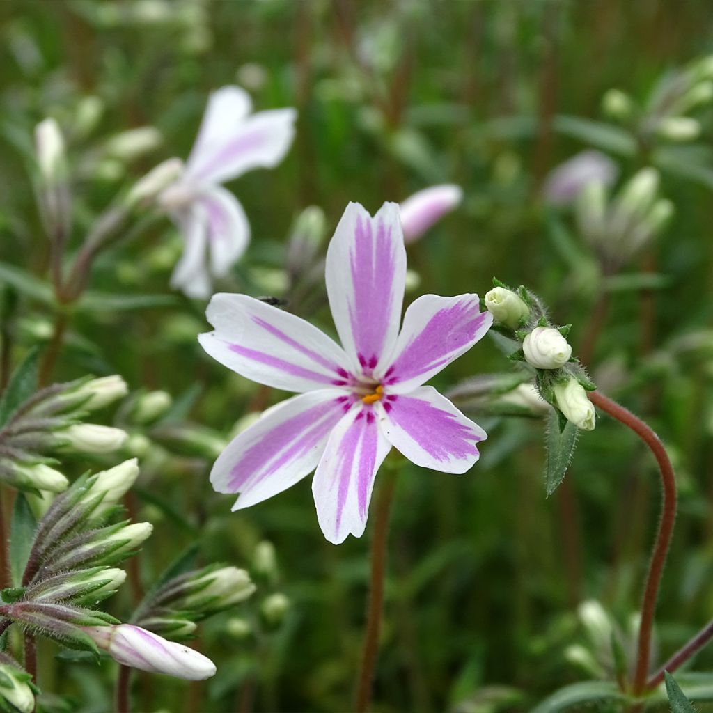 Phlox subulata Candy Stripes