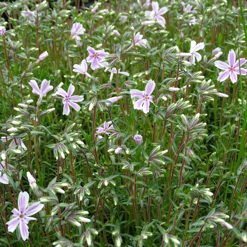 Phlox subulata Candy Stripes