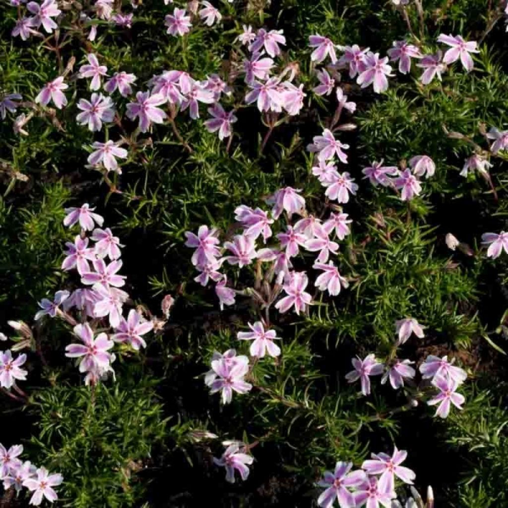 Phlox subulata Candy Stripes