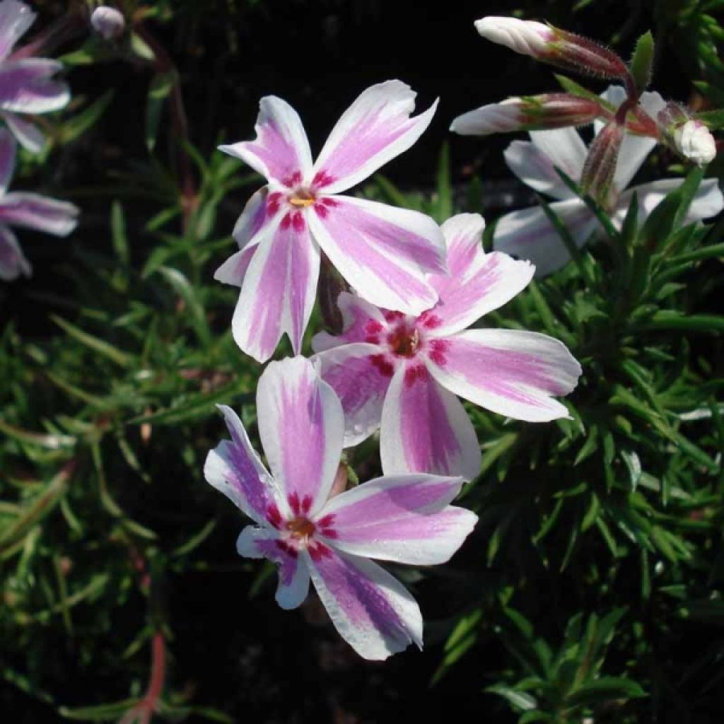 Phlox subulata Candy Stripes