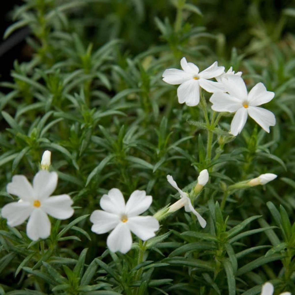Phlox subulata White Delight