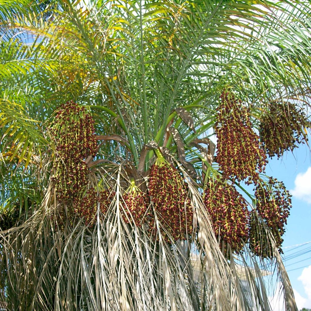 Phoenix roebelinii