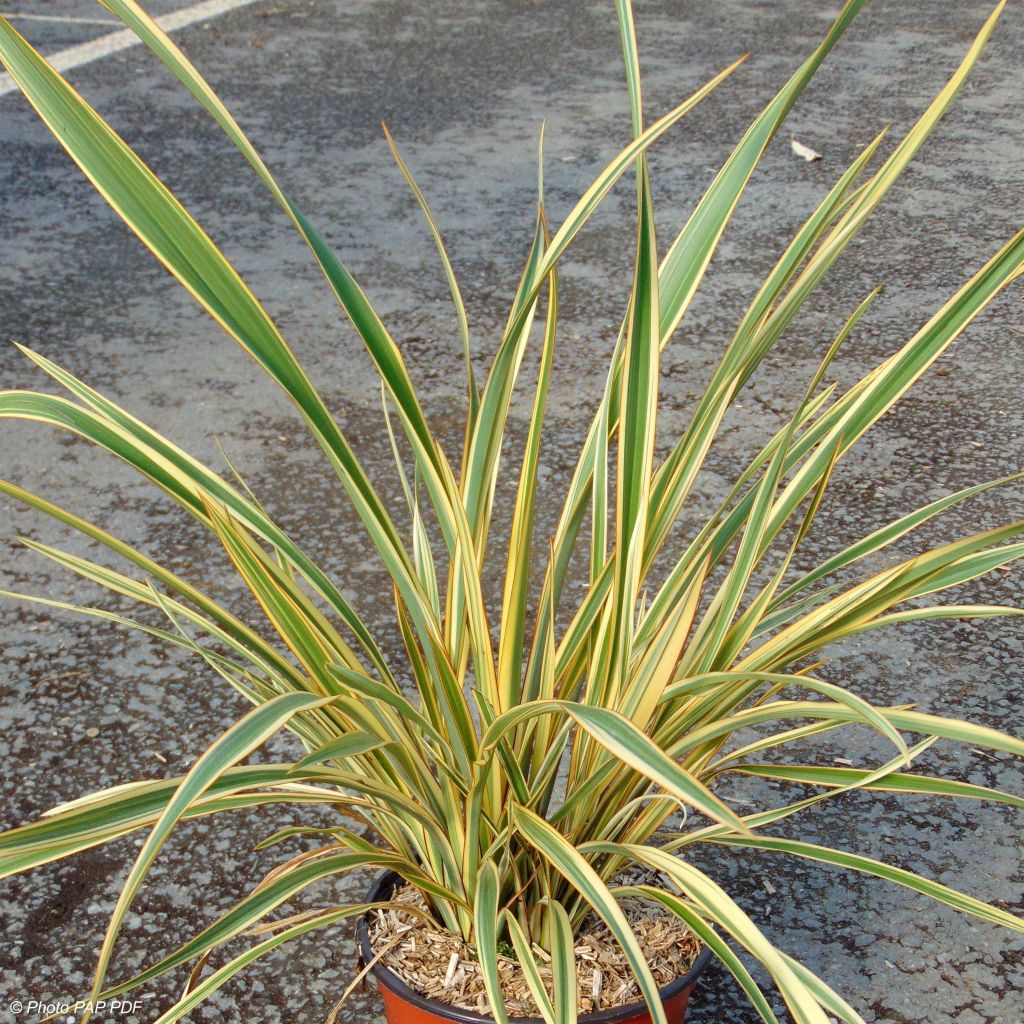 Phormium cookianum subsp. hookeri Cream Delight