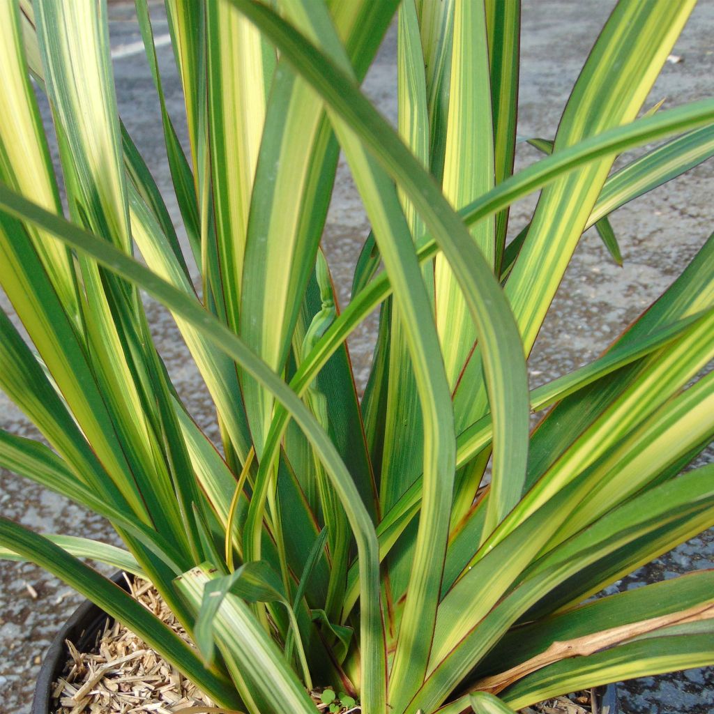 Phormium Golden Ray - New Zealand Flax