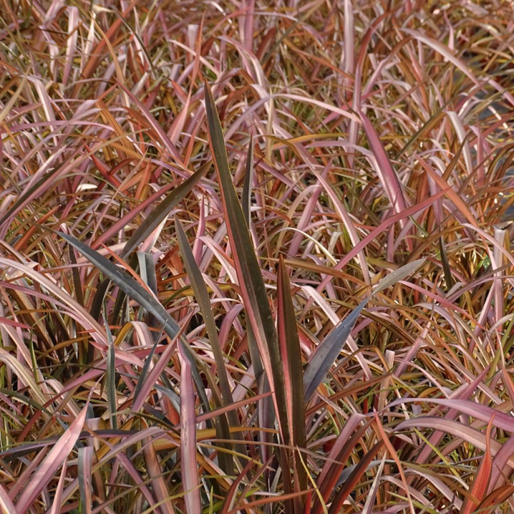 Phormium tenax Rainbow Maiden - New Zealand Flax