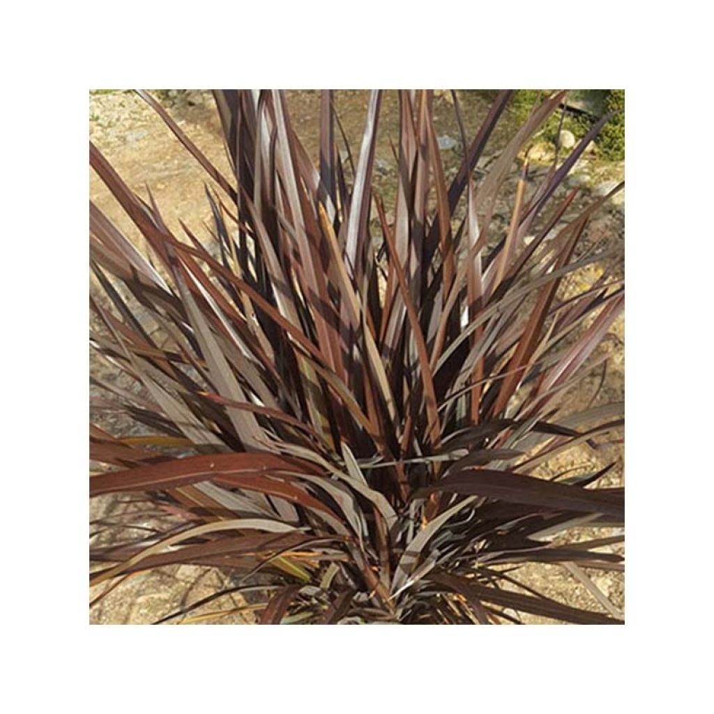 Phormium tenax Special Red - New Zealand Flax