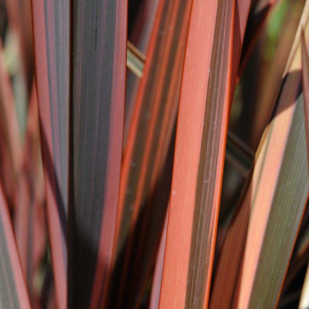 Phormium tenax Sundowner - New Zealand Flax
