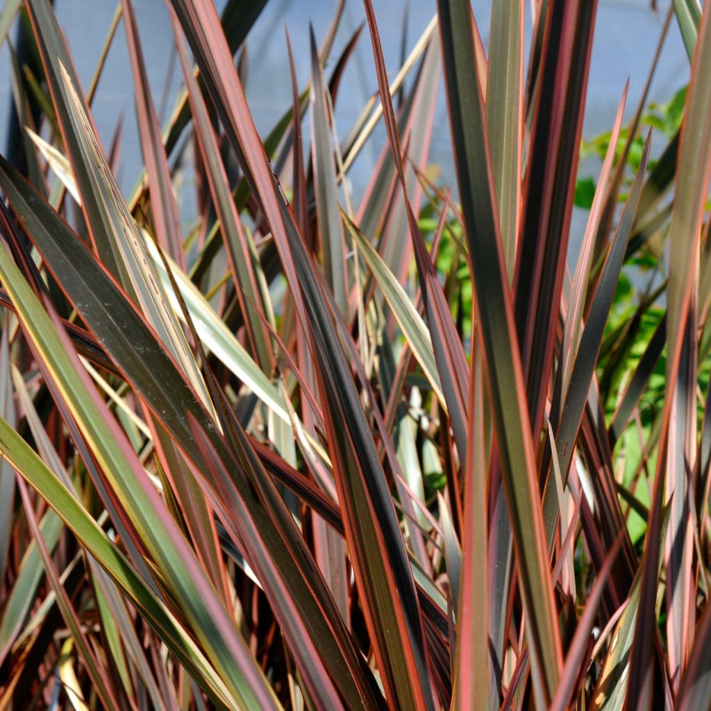Phormium tenax Sundowner - New Zealand Flax