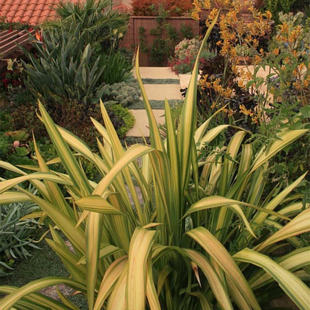 Phormium tenax Yellow Wave - New Zealand Flax