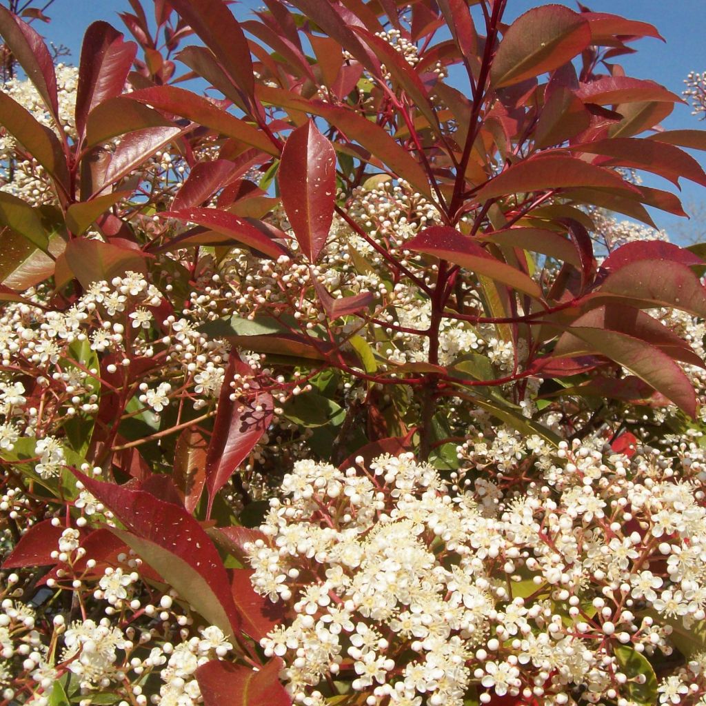 Photinia fraseri Little Red Robin - Christmas Berry