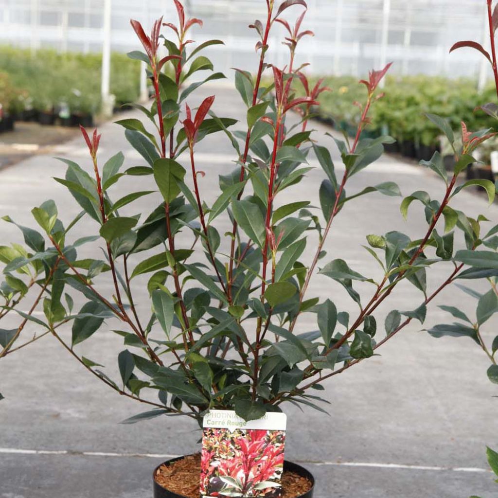 Photinia x fraseri 'Carré Rouge'