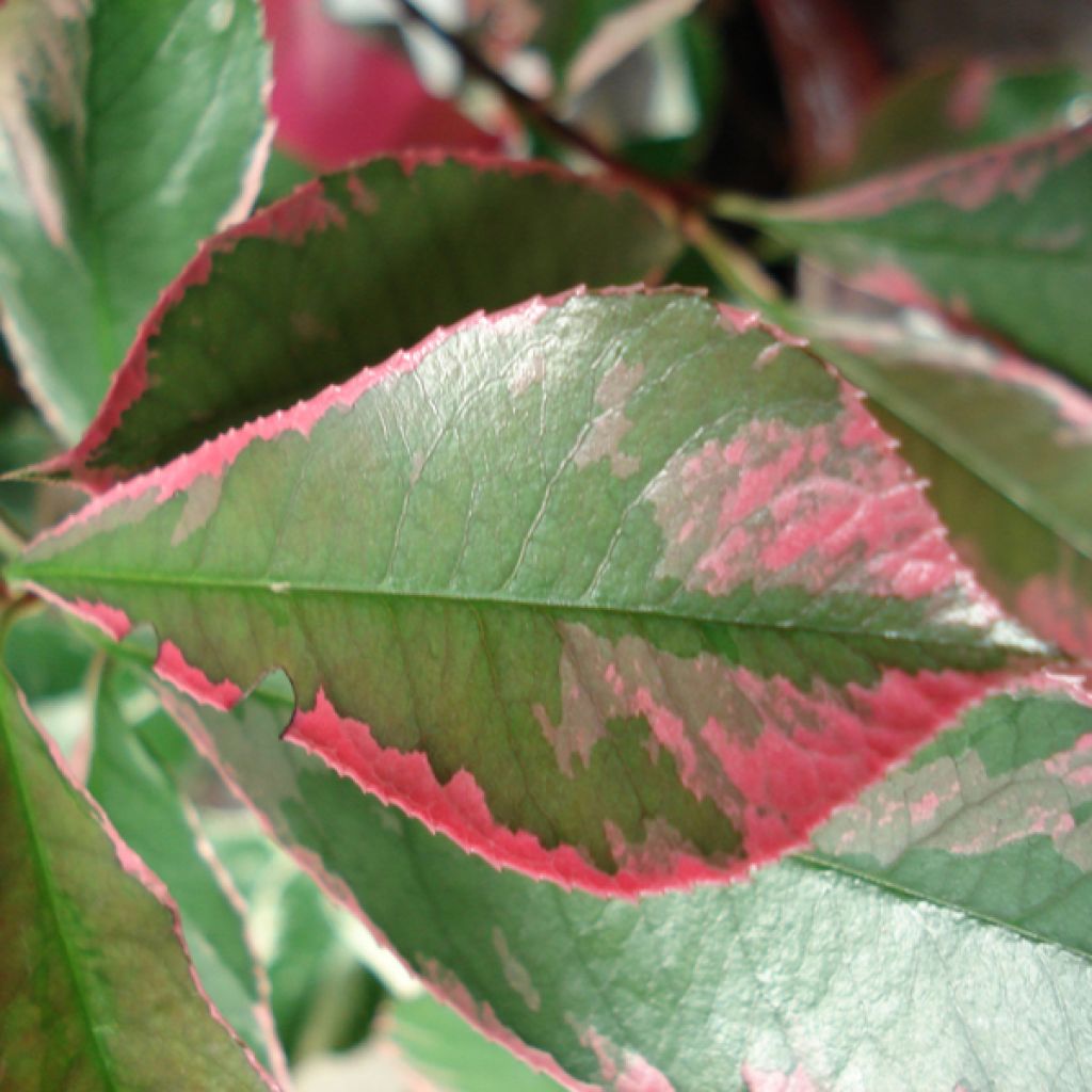 Photinia fraseri Pink Marble - Christmas Berry
