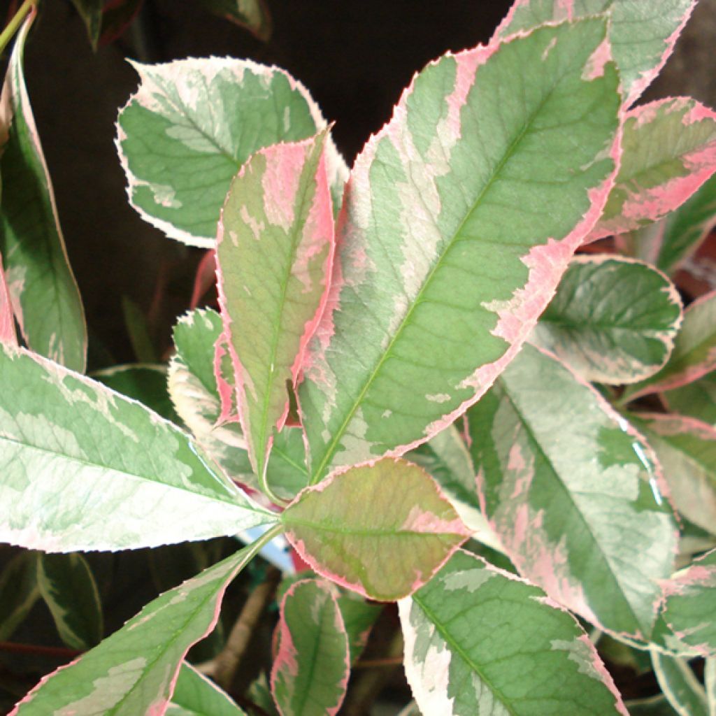 Photinia fraseri Pink Marble - Christmas Berry