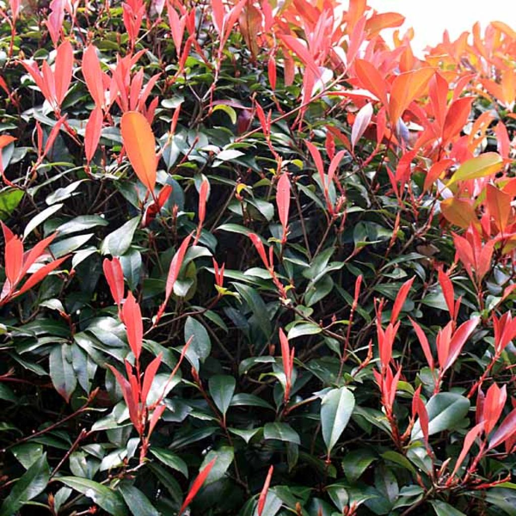 Photinia fraseri Red Robin - Christmas Berry