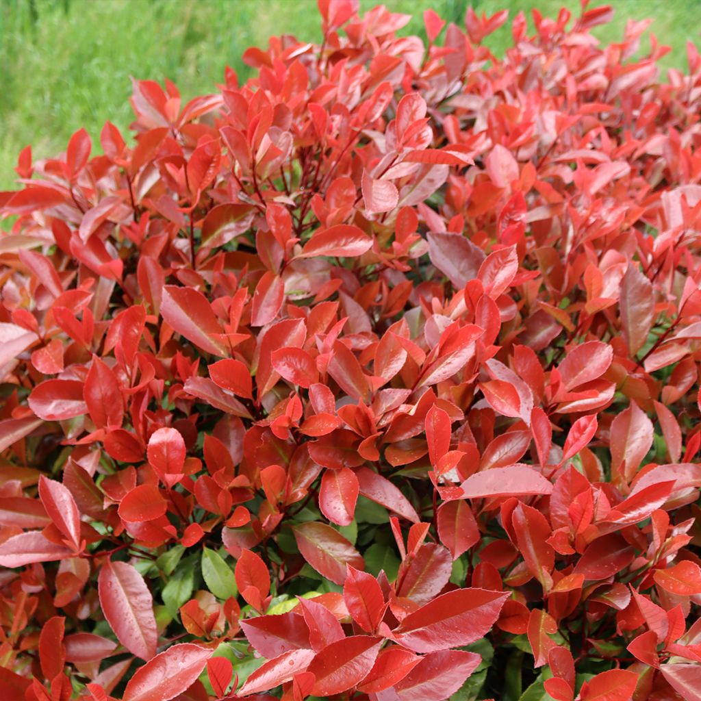 Photinia  fraseri Dynamo Red - Christmas Berry