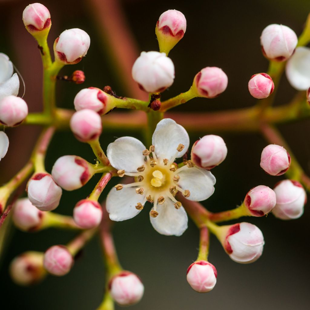 Photinia fraseri Nana - Christmas Berry