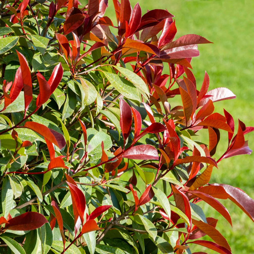 Photinia fraseri Nana - Christmas Berry