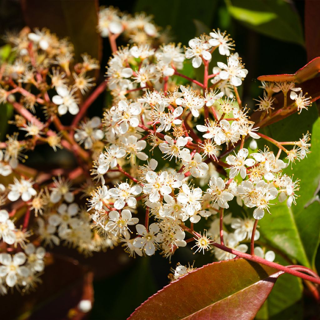 Photinia fraseri Nana - Christmas Berry